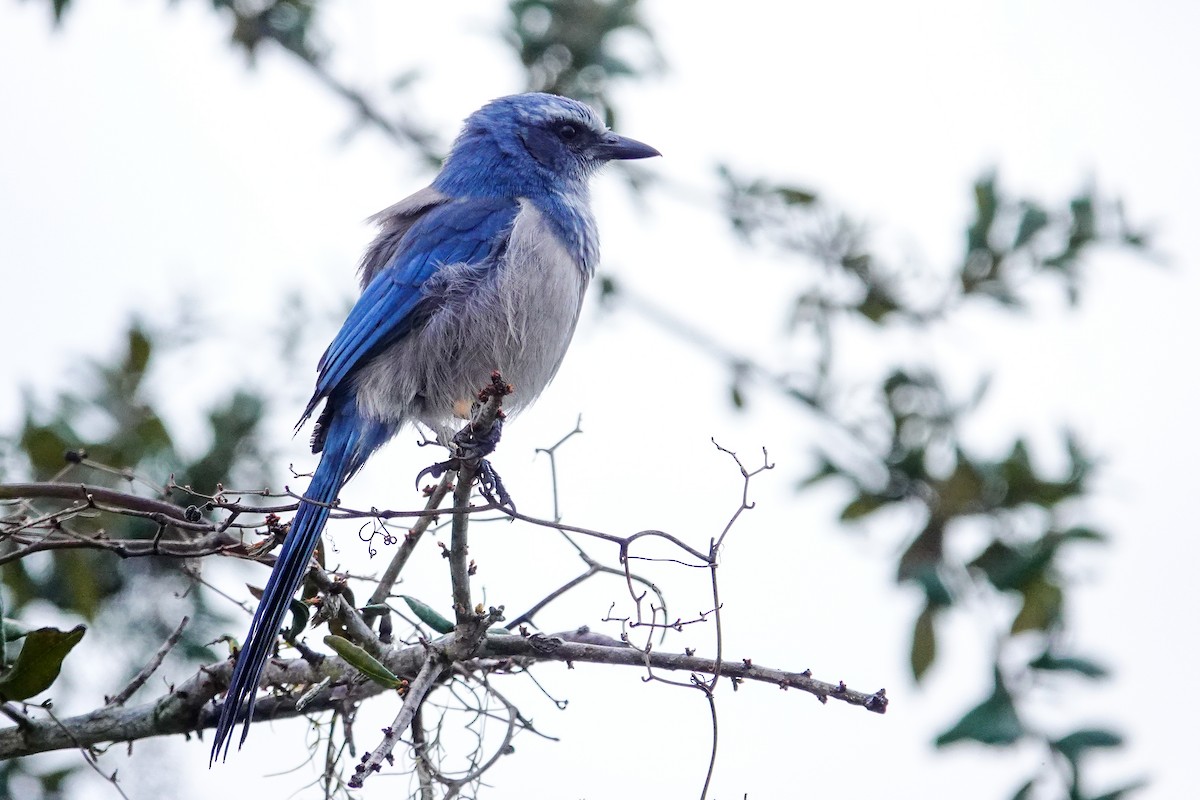 Florida Scrub-Jay - ML641616674