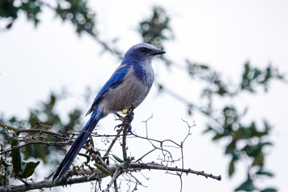 Florida Scrub-Jay - ML641616677