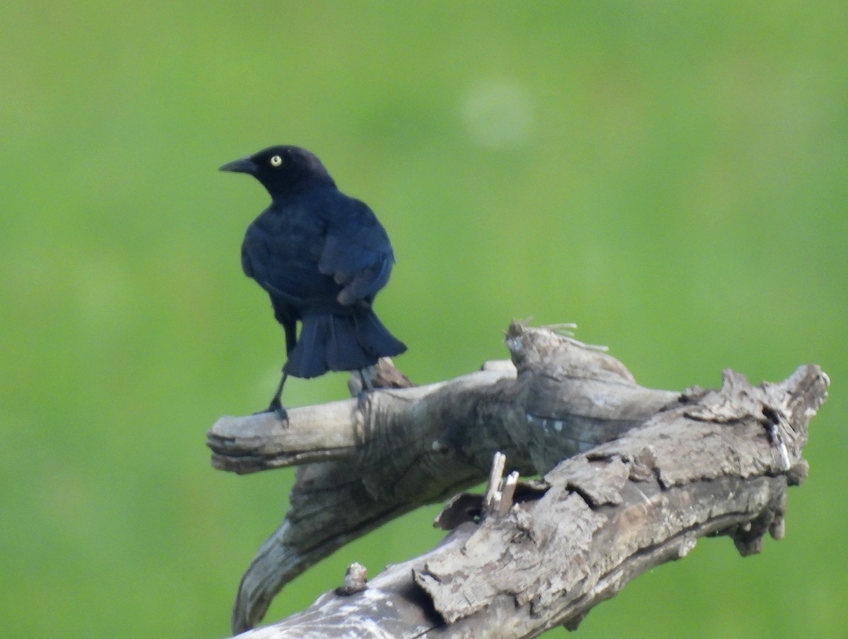 Brewer's Blackbird - ML641616678