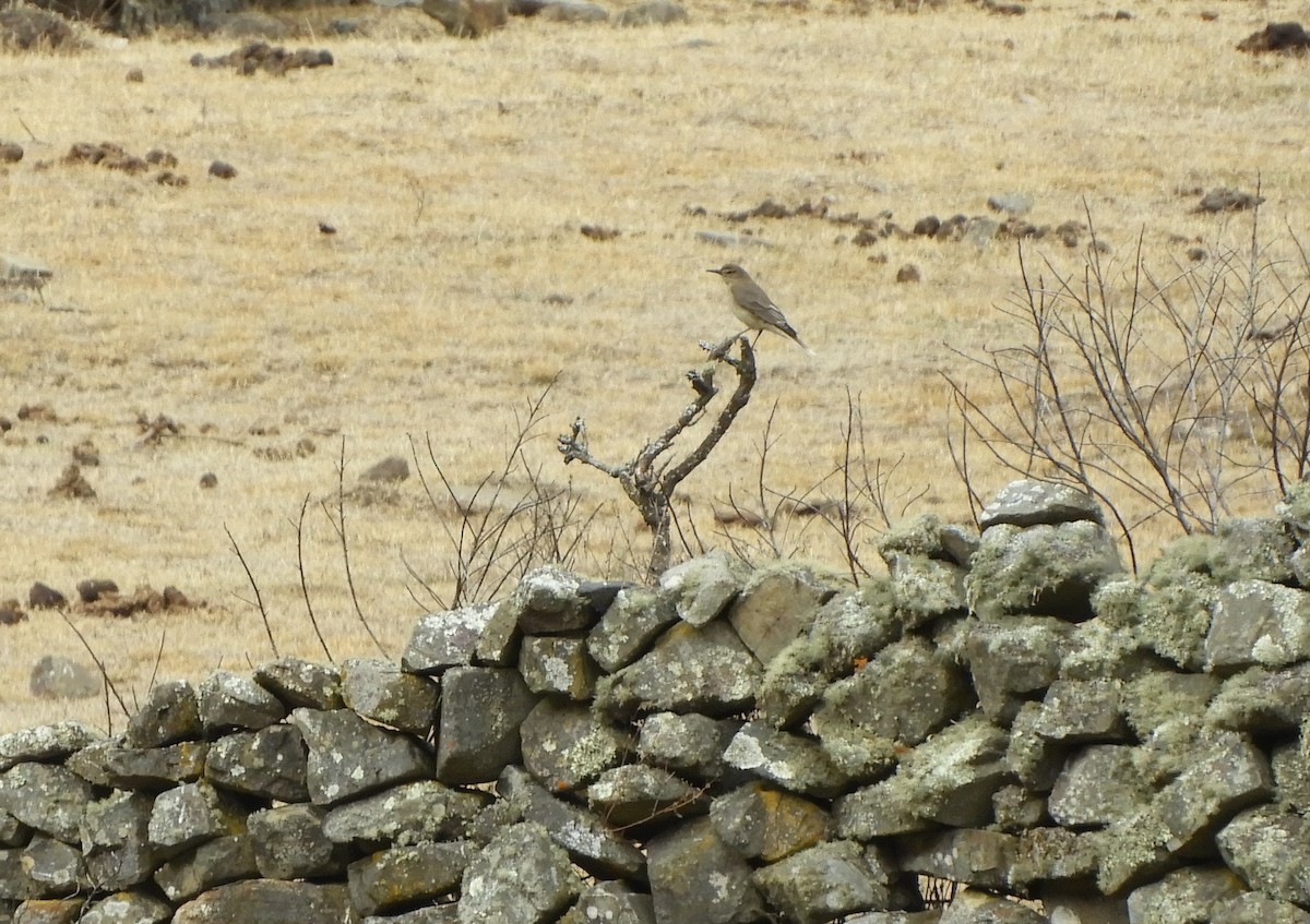 Black-billed Shrike-Tyrant - ML641616691