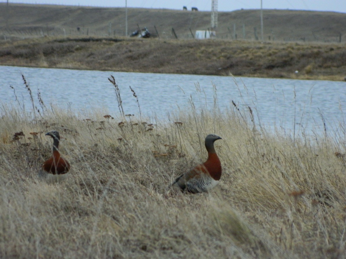 Ashy-headed Goose - ML641616744