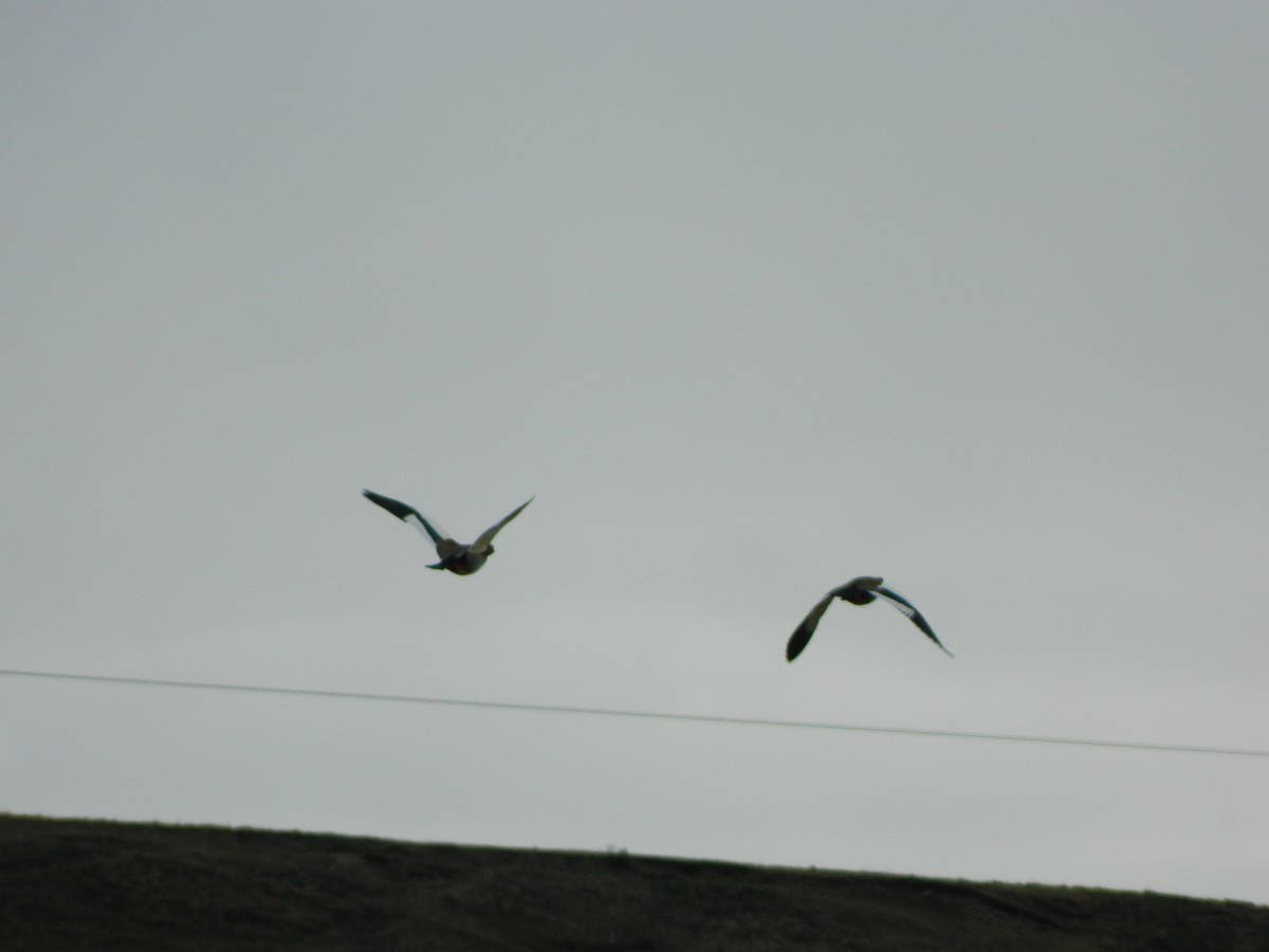 Ashy-headed Goose - ML641616761