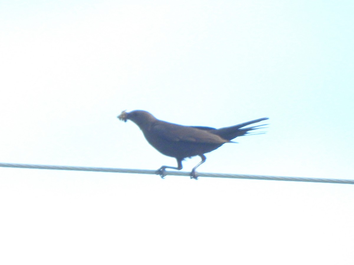 Brown-headed Cowbird - ML641616795