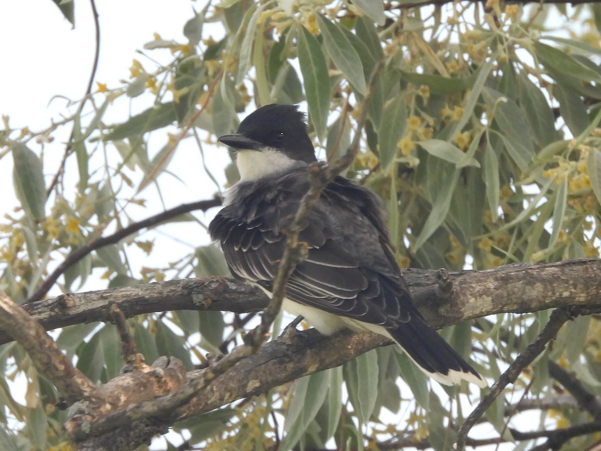 Eastern Kingbird - ML641616830