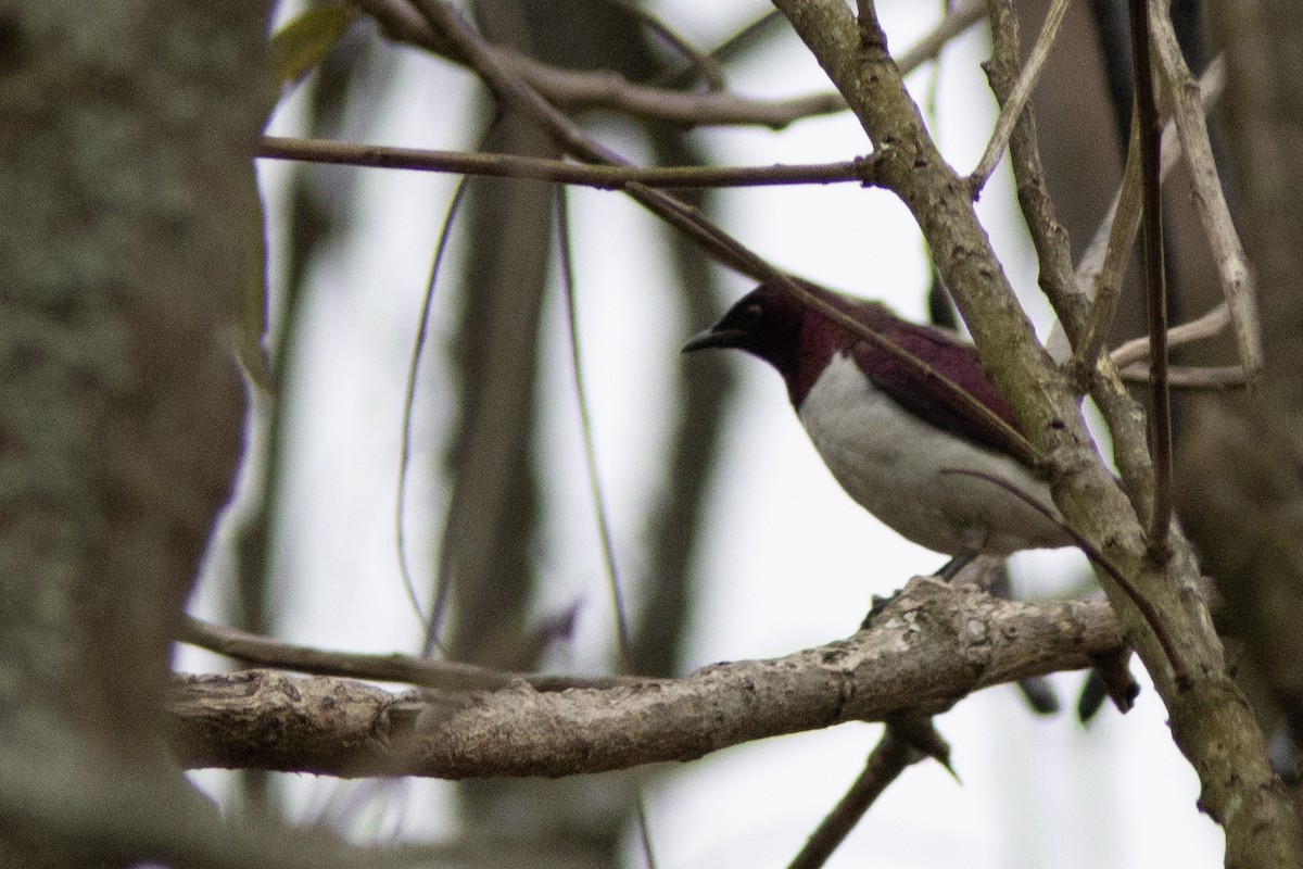 Violet-backed Starling - ML641616855