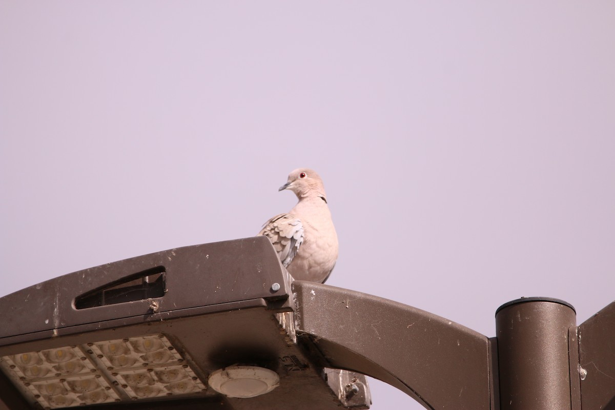 Eurasian Collared-Dove - ML641616896