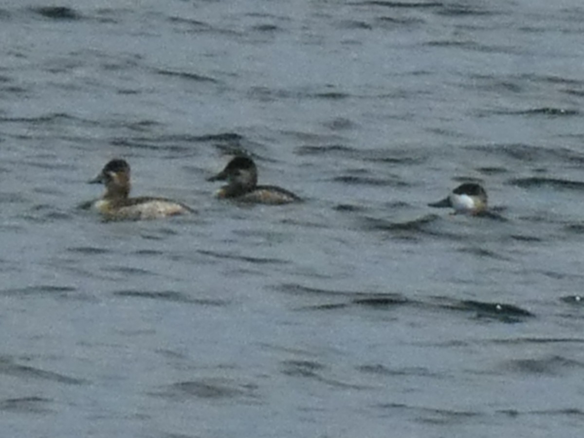 Ruddy Duck - ML641616921