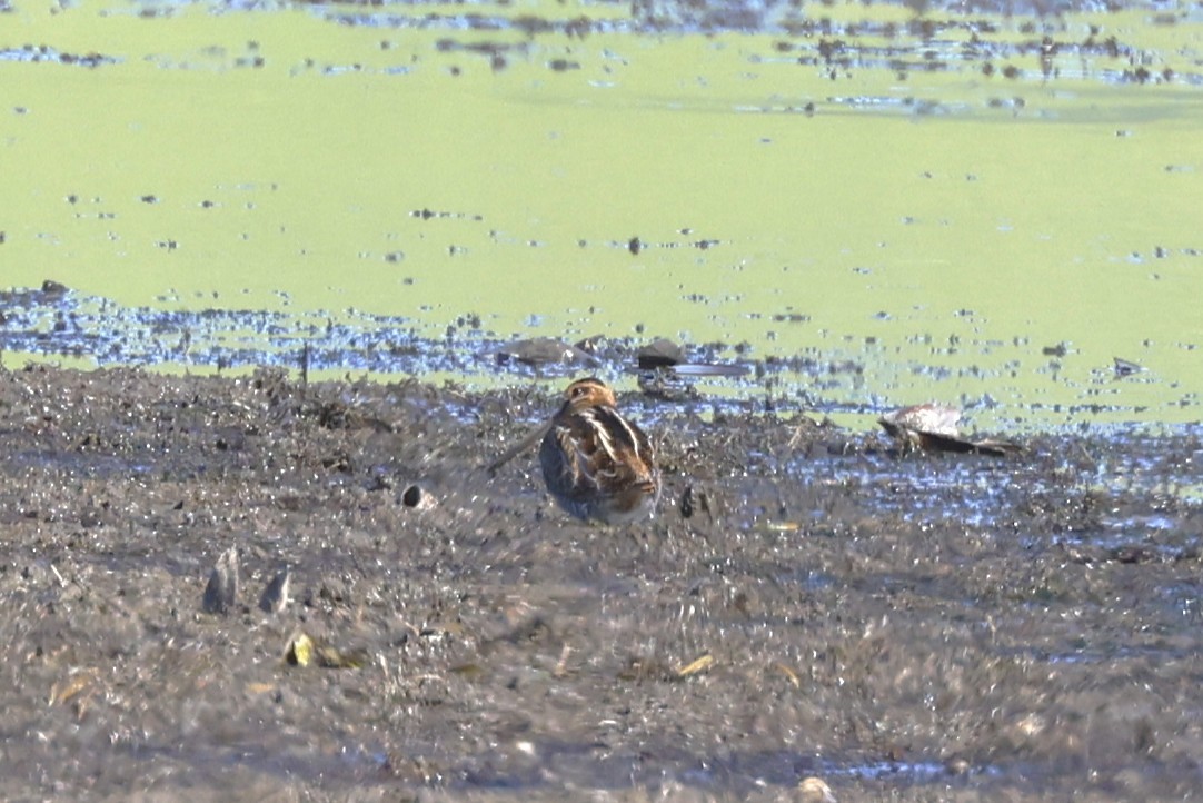 Wilson's Snipe - ML641617028