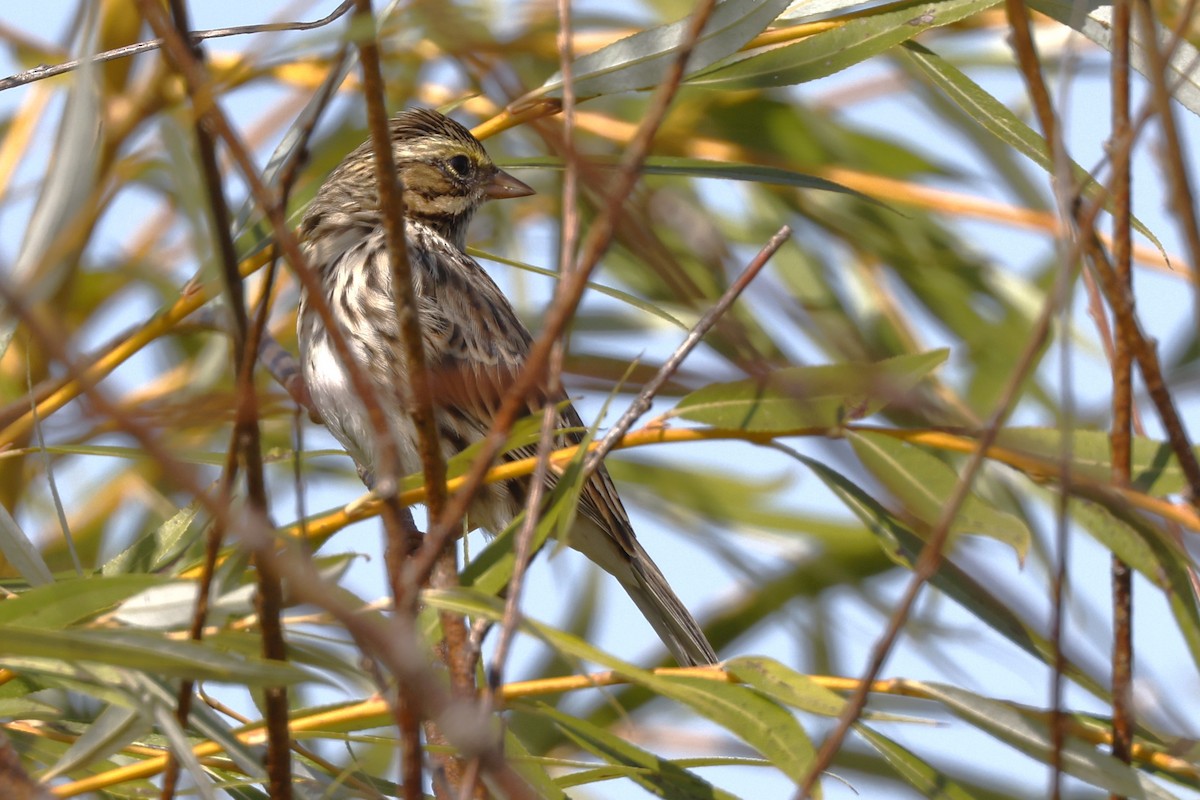 Savannah Sparrow - ML641617054
