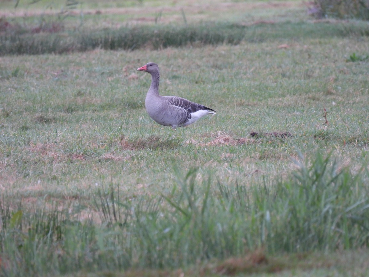 Graylag Goose - ML641617060