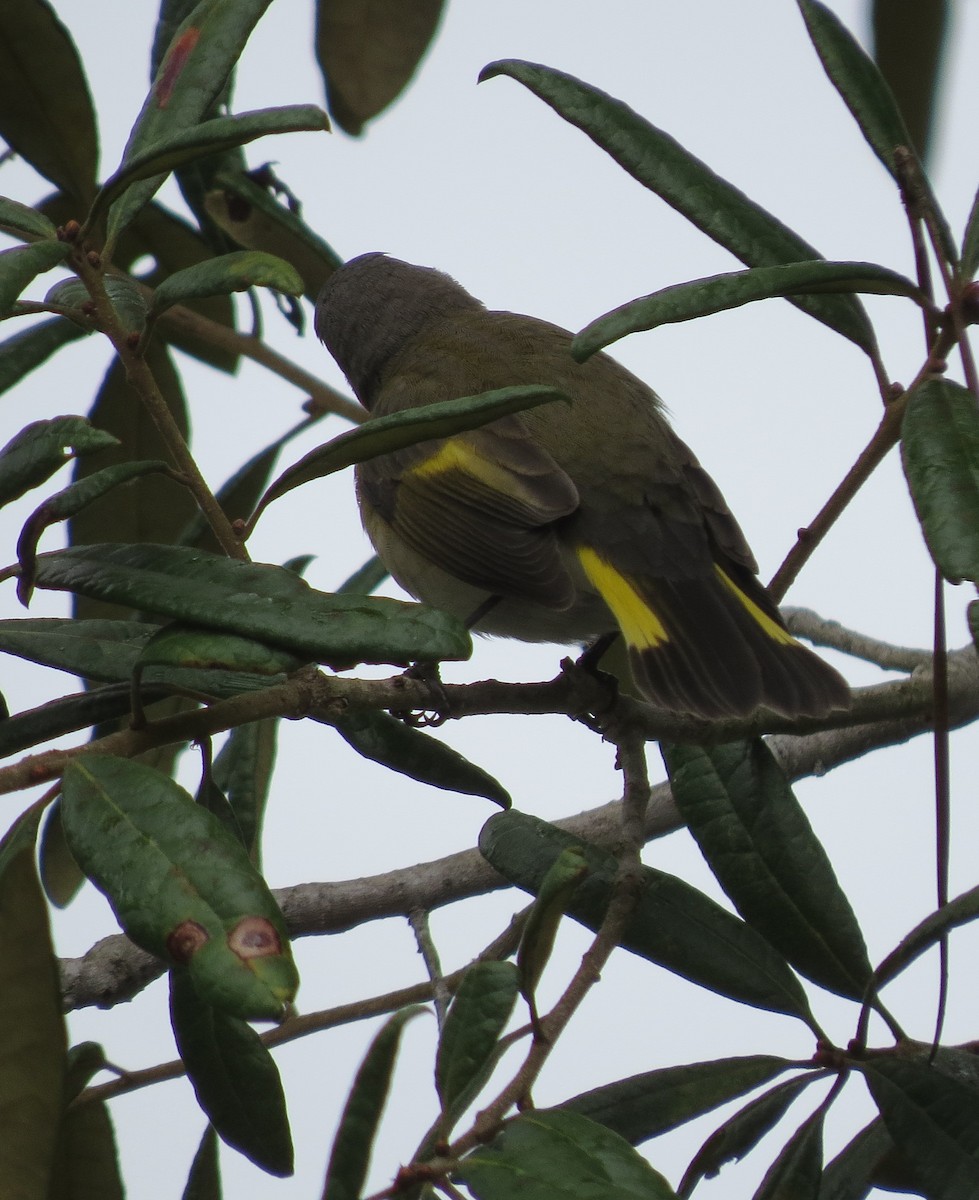 American Redstart - ML641617094