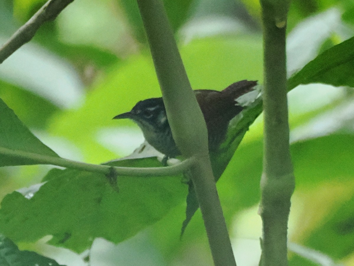 Bay Wren - ML641617119