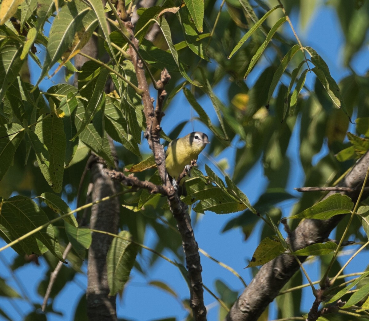 Philadelphia Vireo - ML641617146