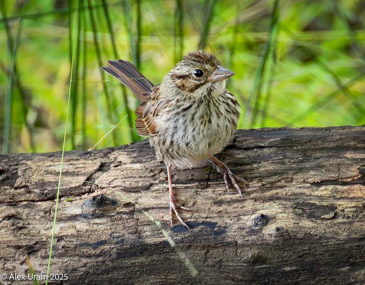 Song Sparrow - ML641617193