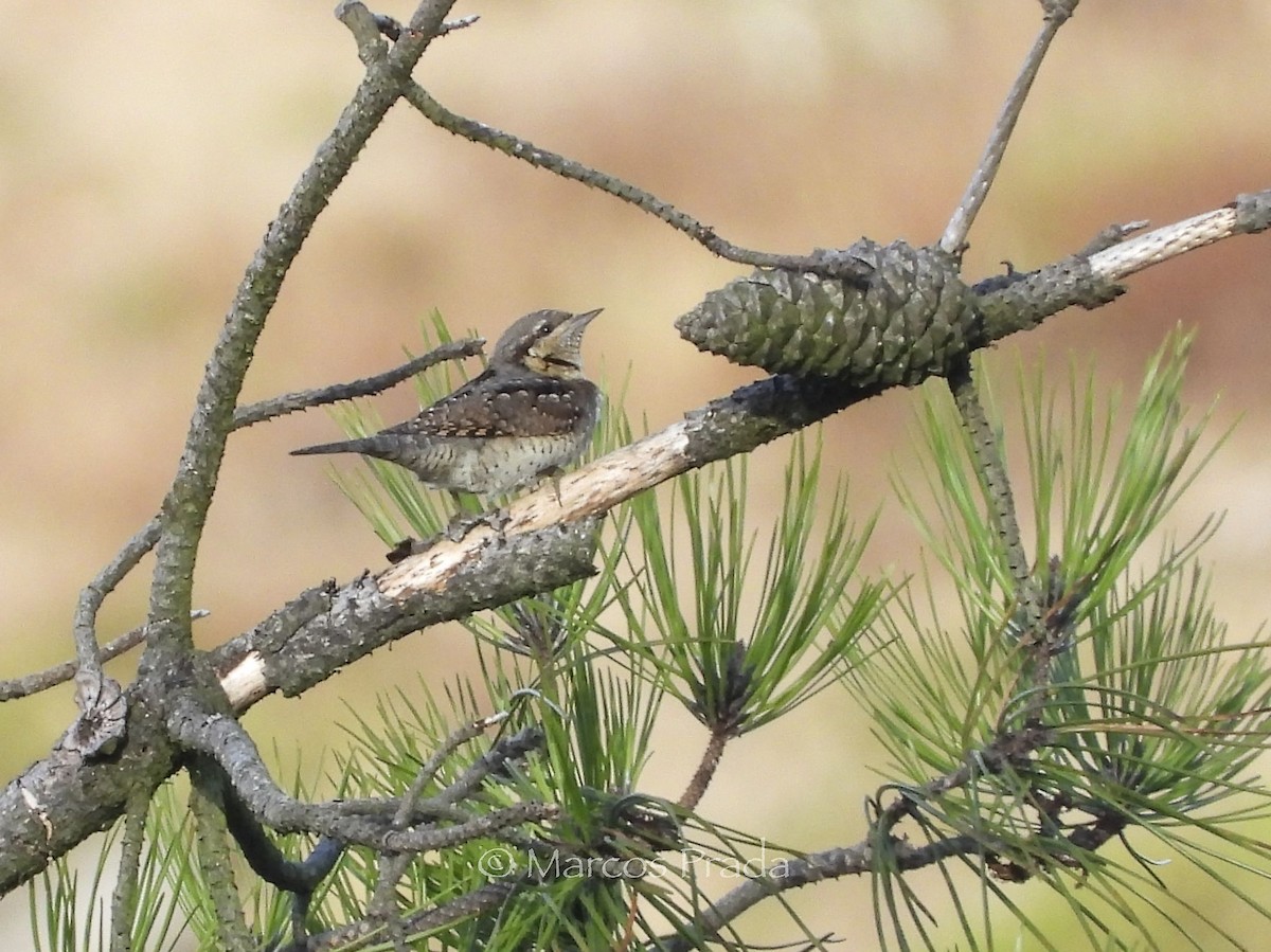Eurasian Wryneck - ML641617203