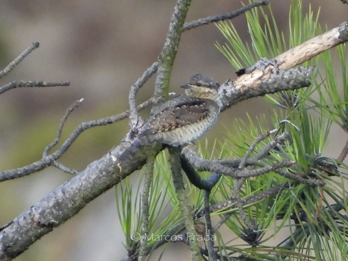 Eurasian Wryneck - ML641617204