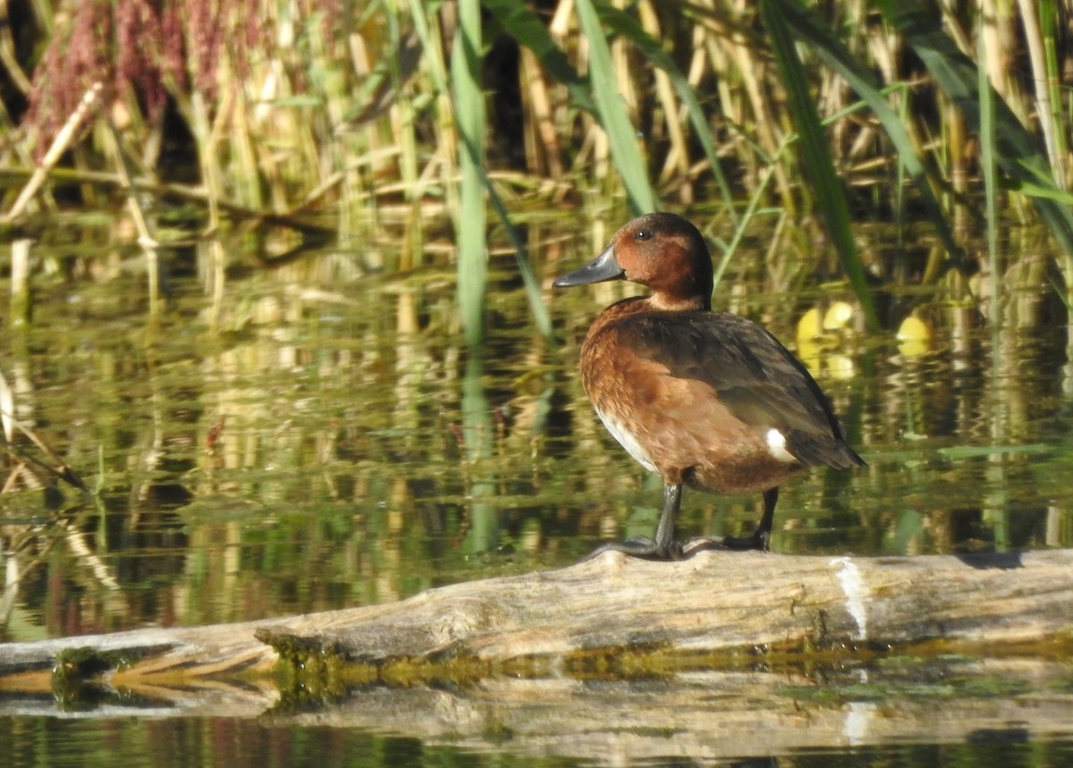Ferruginous Duck - ML641617211