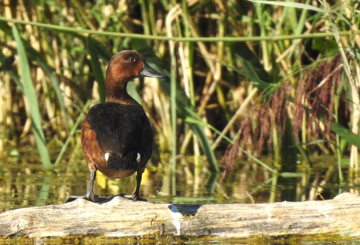 Ferruginous Duck - ML641617213