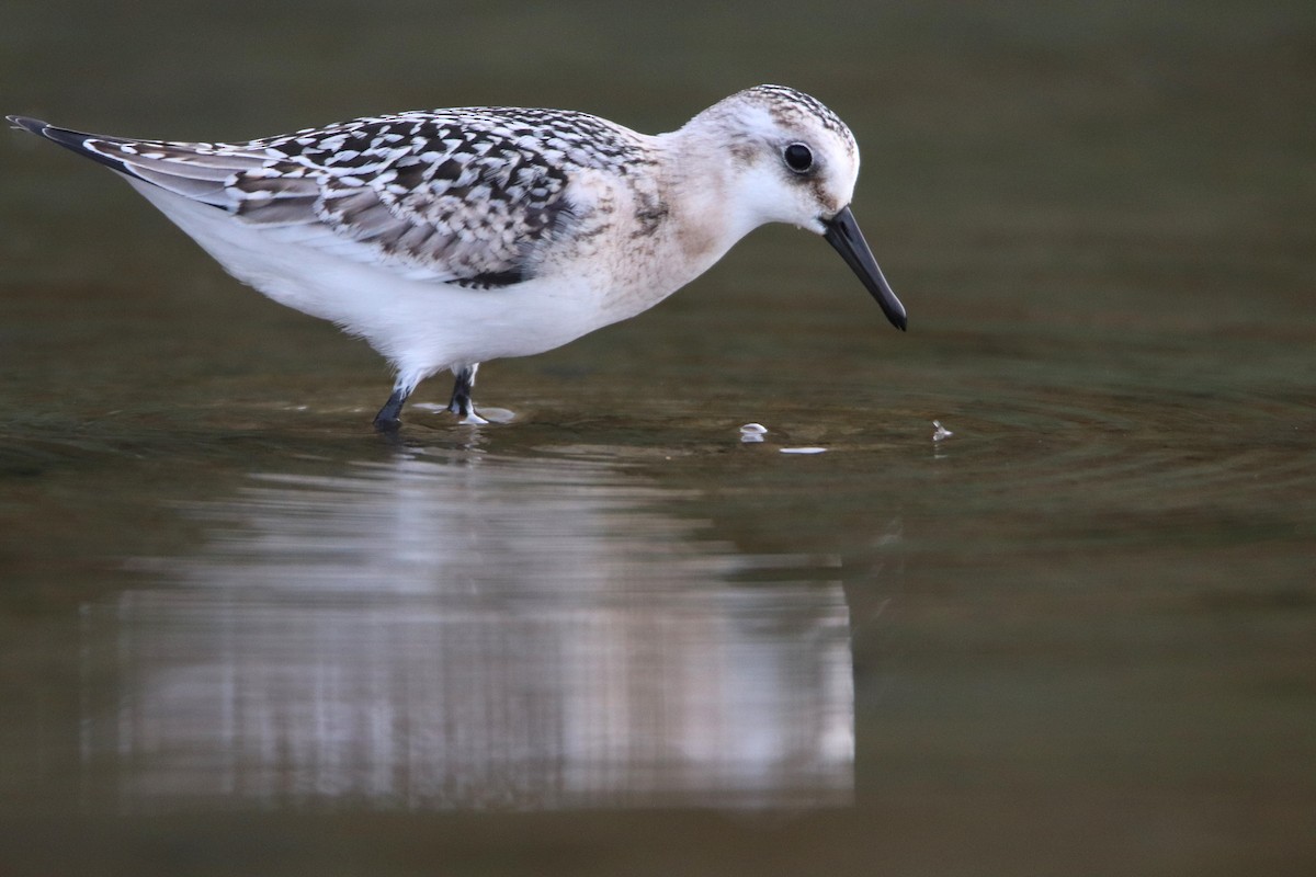 Sanderling - ML641617256