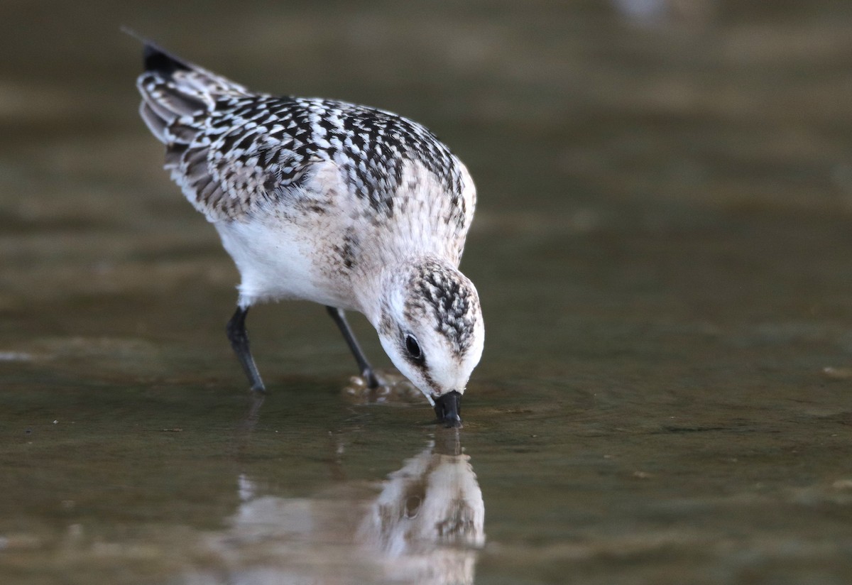 Sanderling - ML641617270