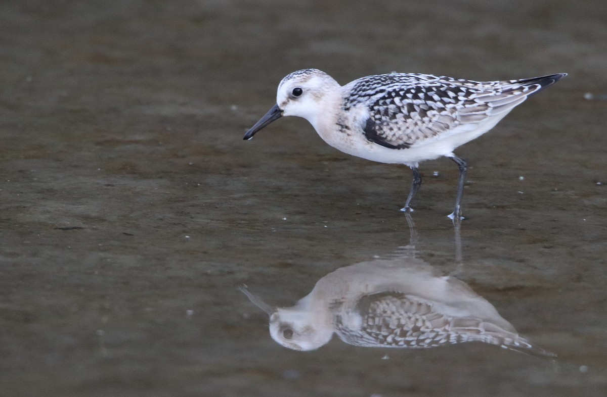 Sanderling - ML641617276