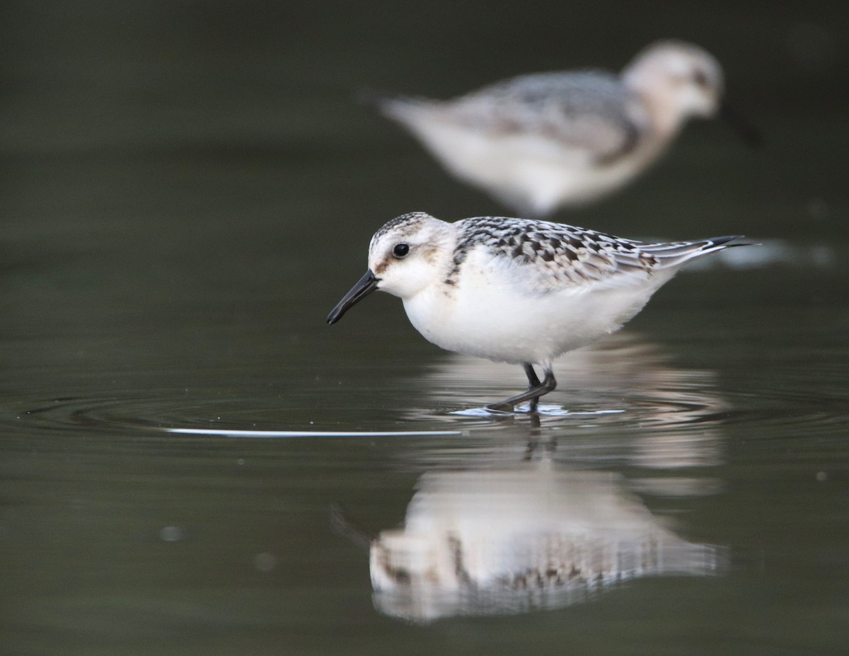 Sanderling - ML641617283
