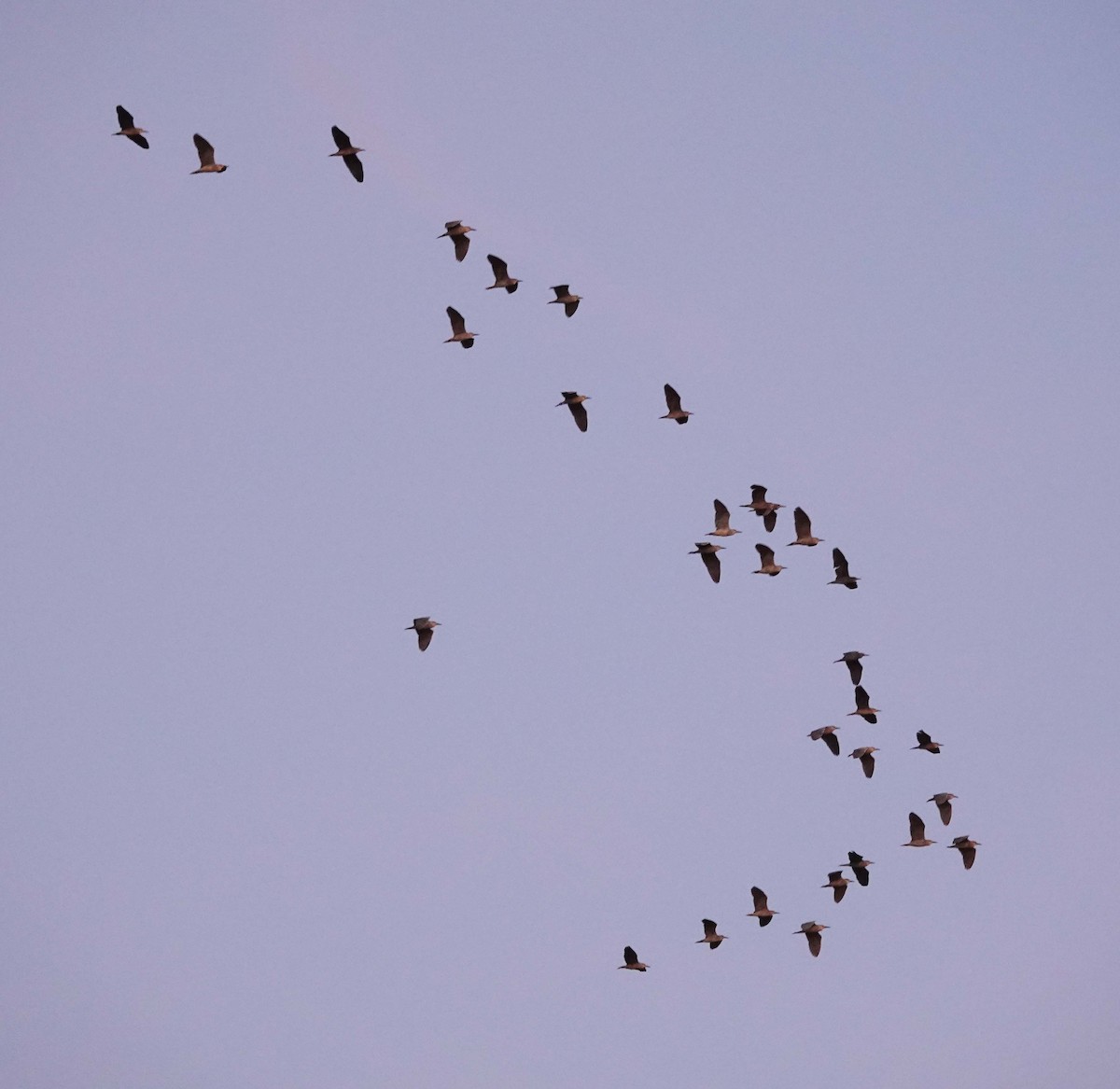 Black-crowned Night Heron - ML641617287