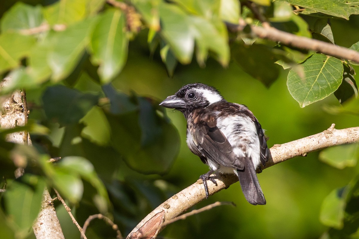 White-eared Barbet - ML641617289