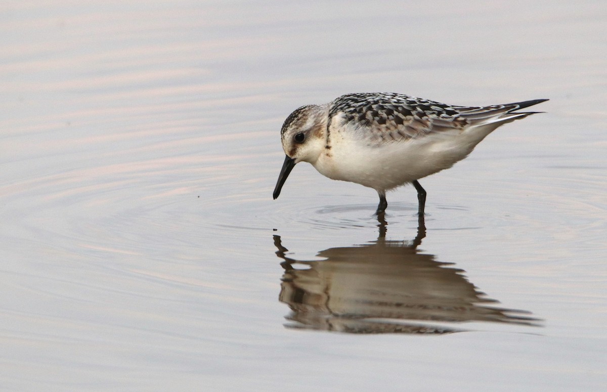 Sanderling - ML641617293