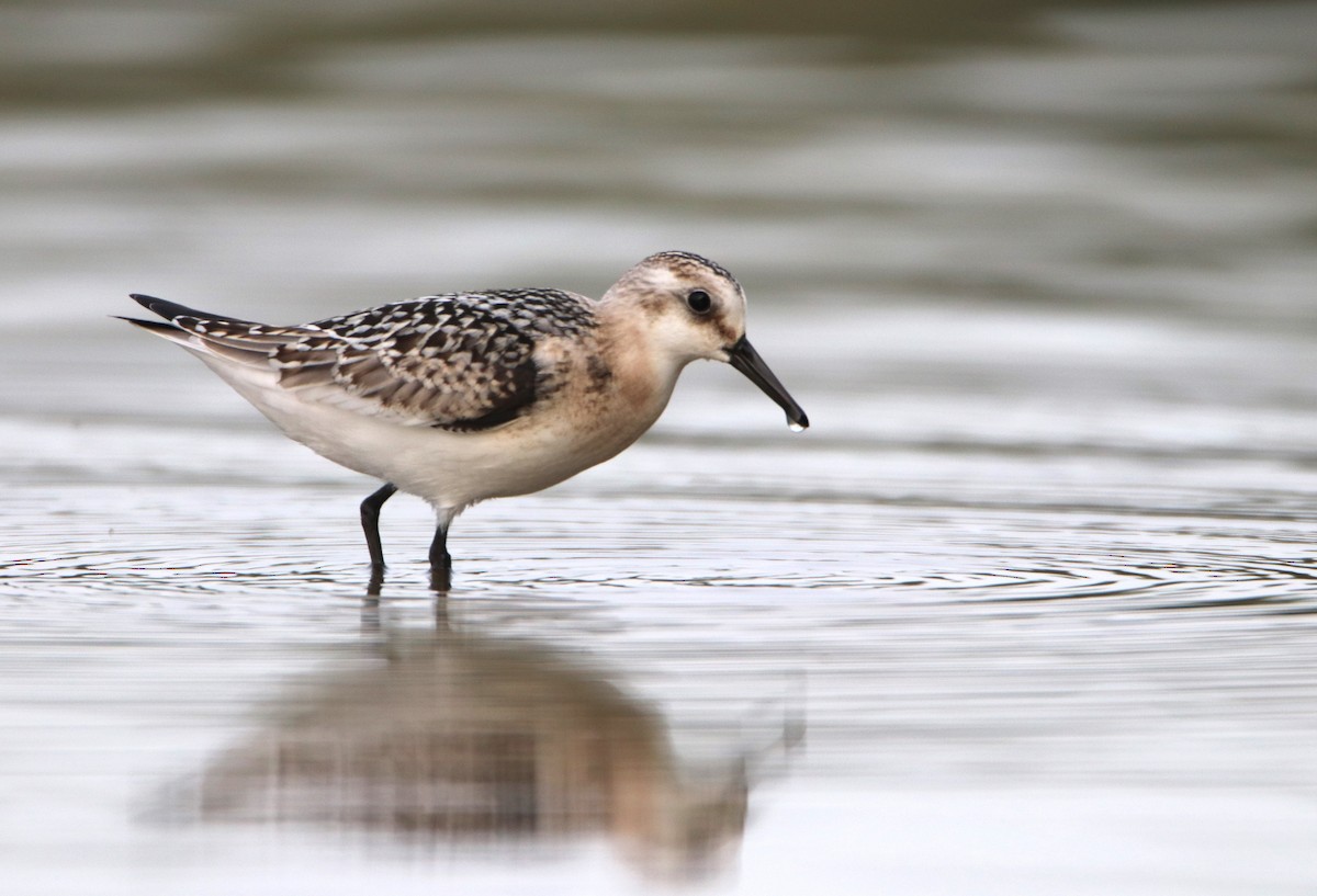 Sanderling - ML641617294
