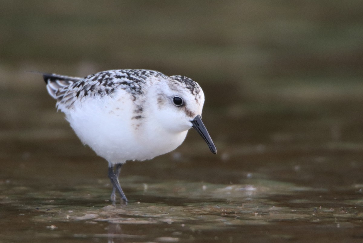Sanderling - ML641617295