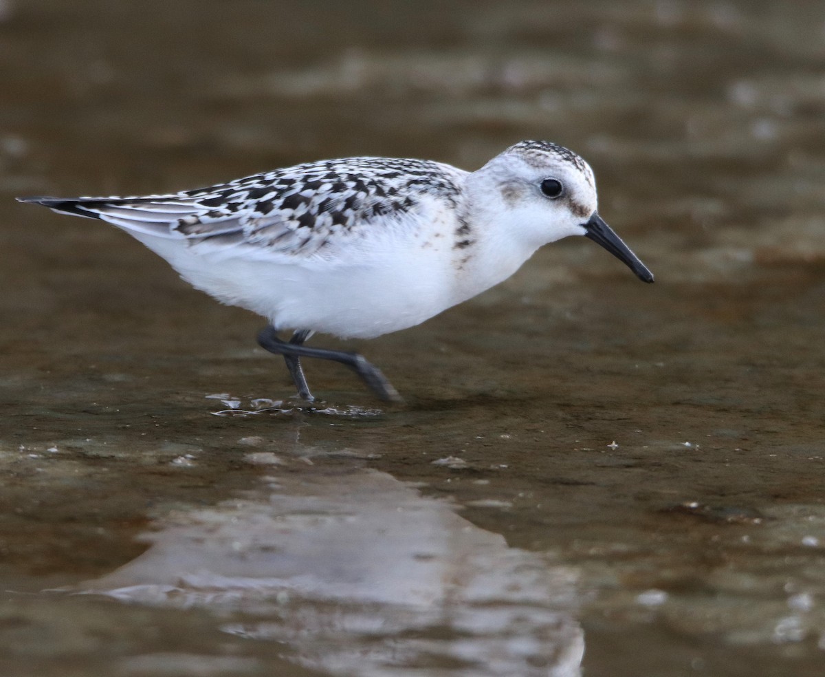 Sanderling - ML641617296