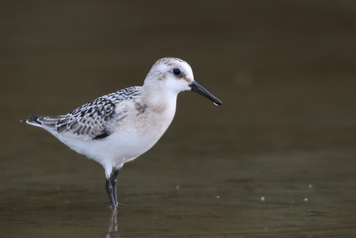 Sanderling - ML641617297
