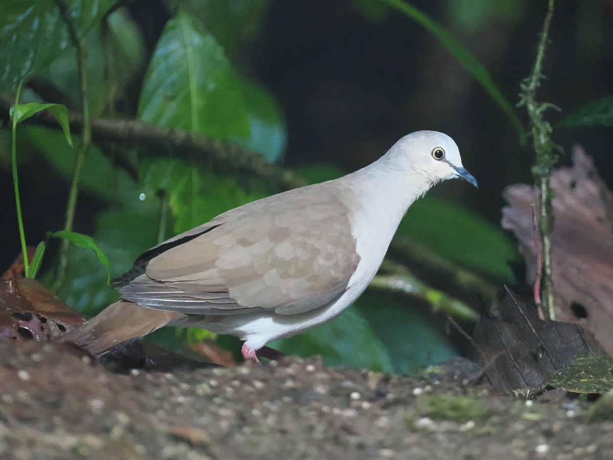 Pallid Dove - ML641617315