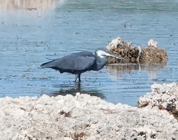 Western Reef-Heron - ML641617328