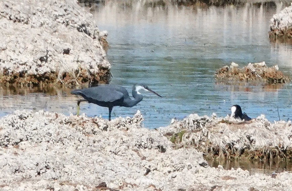 Western Reef-Heron - ML641617329