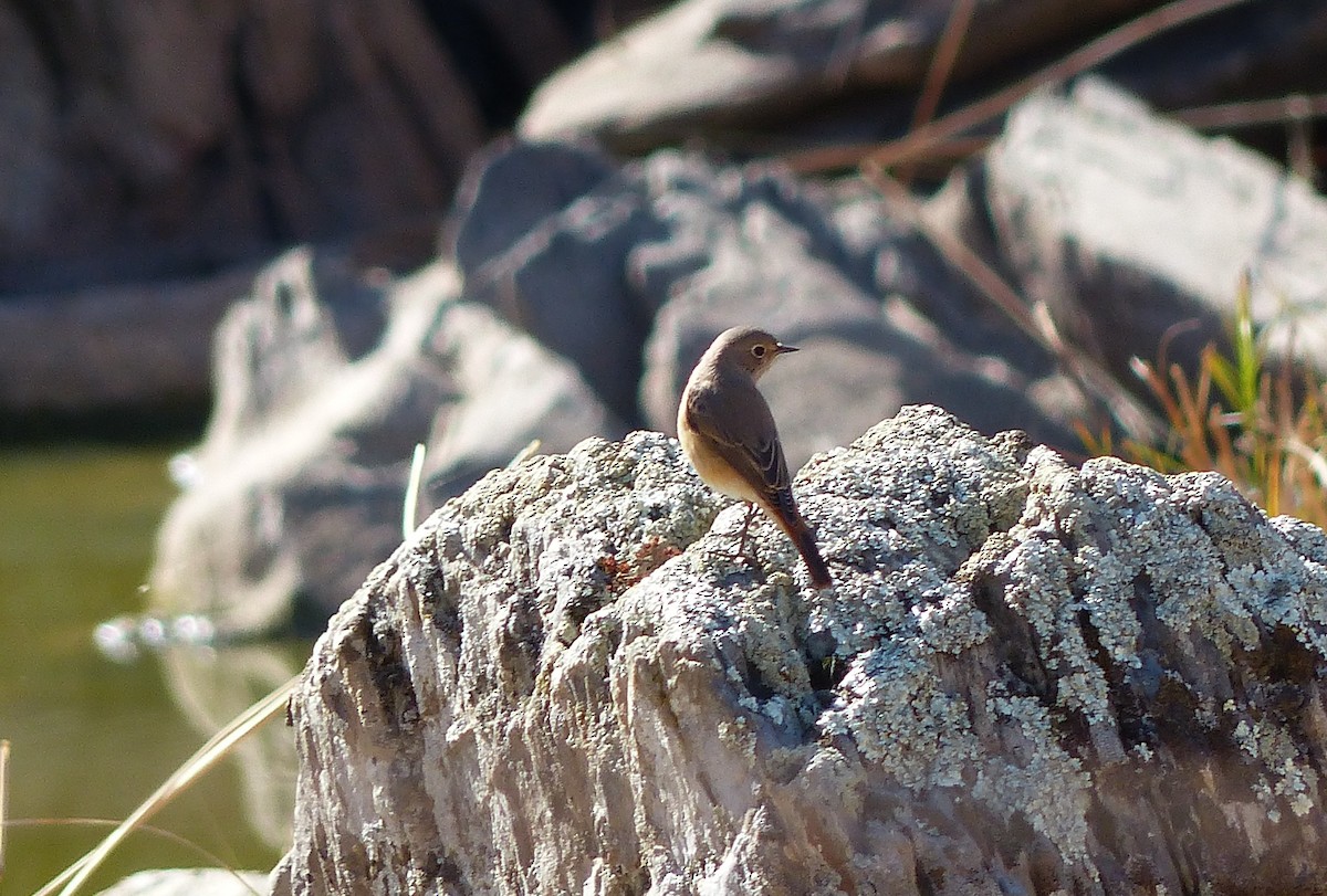 rehek zahradní - ML641617335