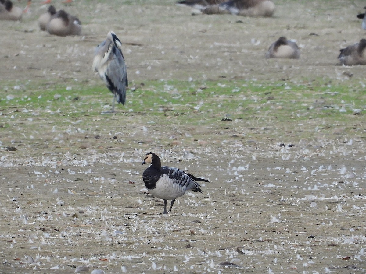 Barnacle Goose - ML641617337