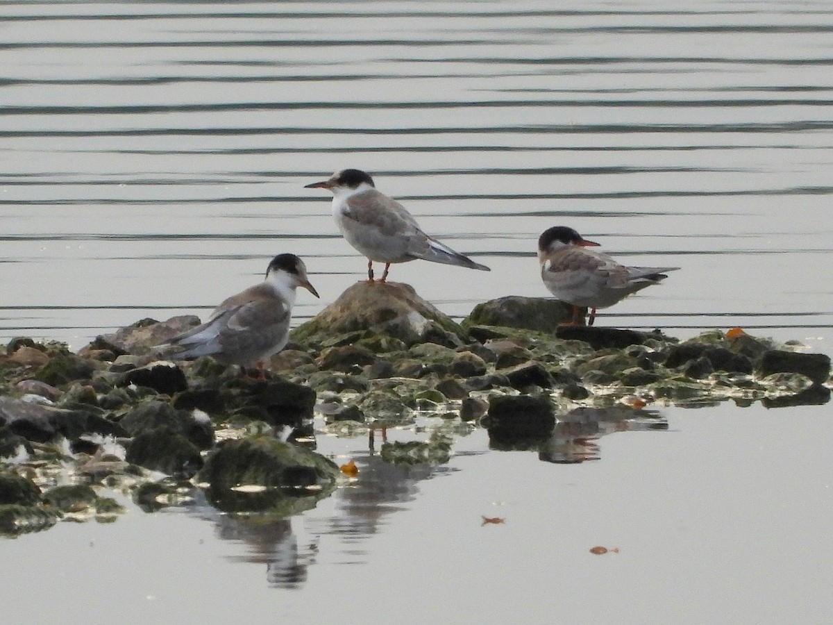 Эгэл хараалай - ML641617356