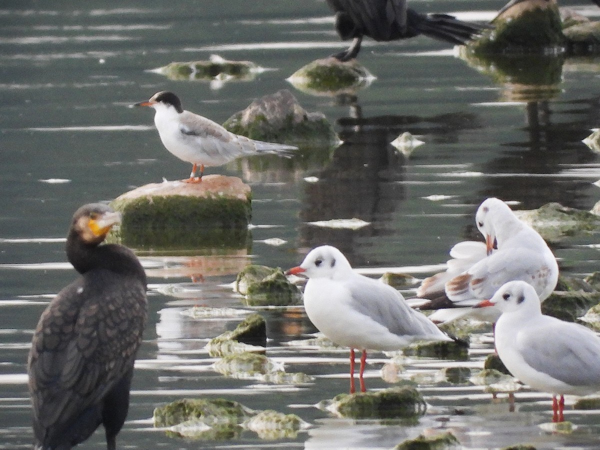 Эгэл хараалай - ML641617357