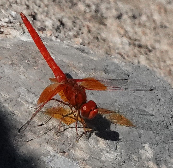 Animals - ML641617375