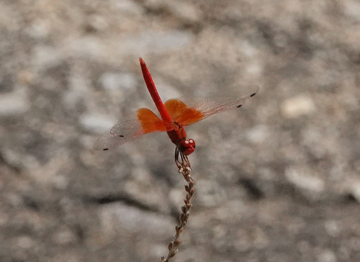 Orange-winged Dropwing - ML641617376