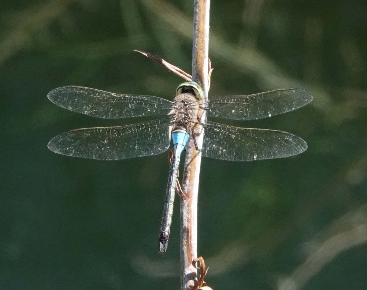 Animals - ML641617384