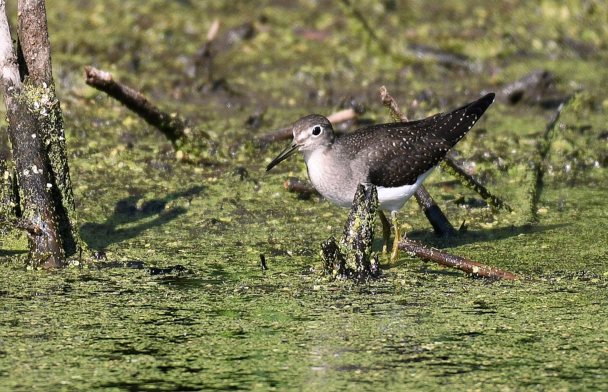 Solitary Sandpiper - ML641617442