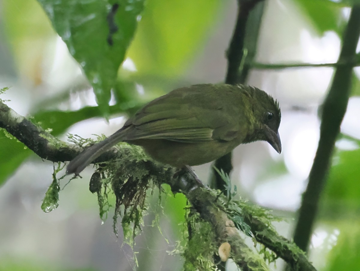 Ochre-breasted Tanager - ML641617516