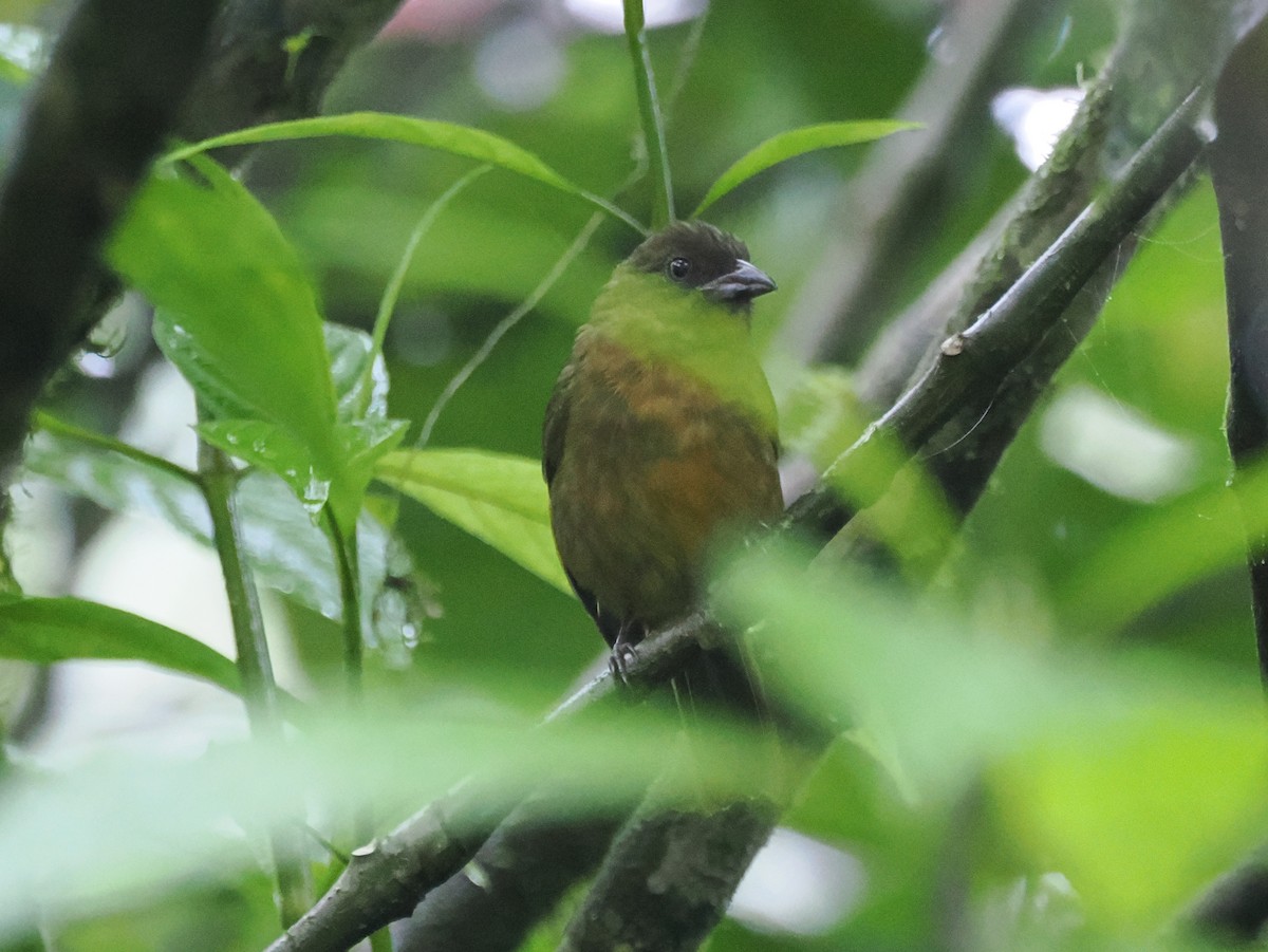 Ochre-breasted Tanager - ML641617550