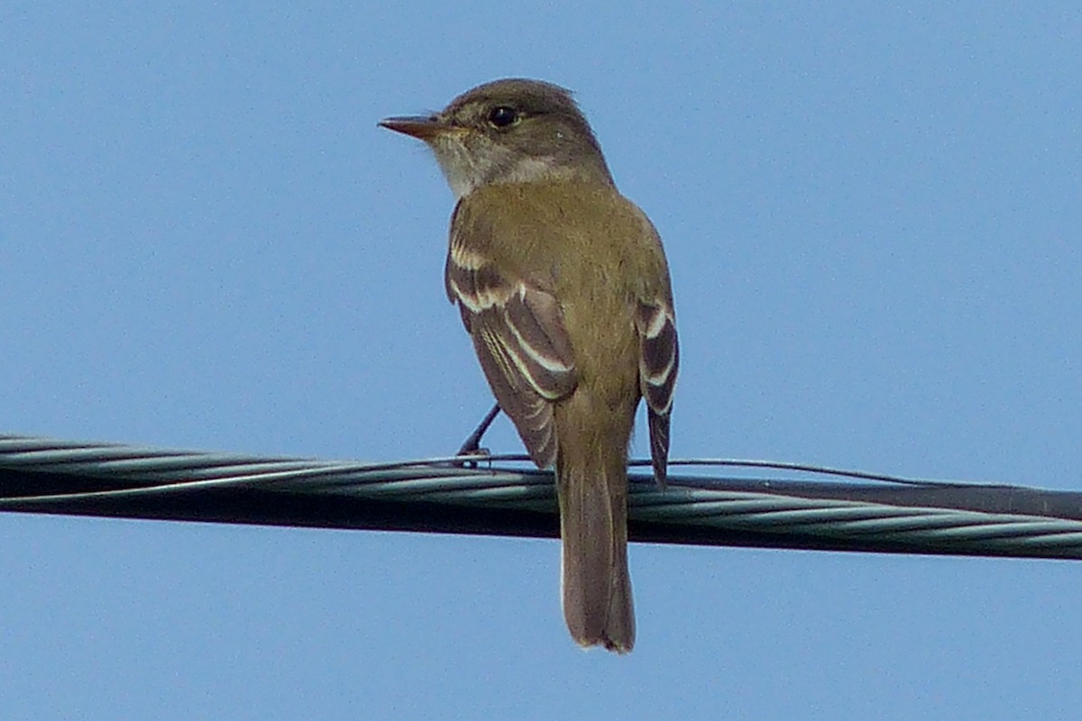 Willow Flycatcher - ML641617598