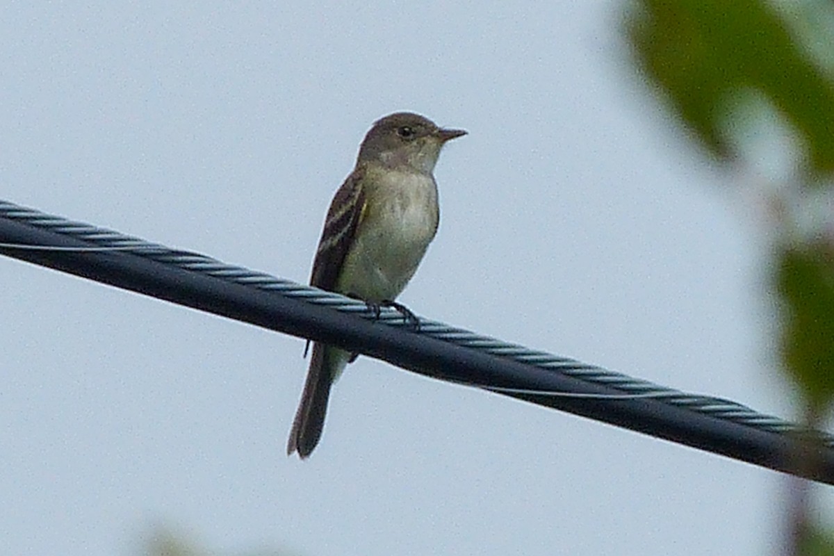 Willow Flycatcher - ML641617599