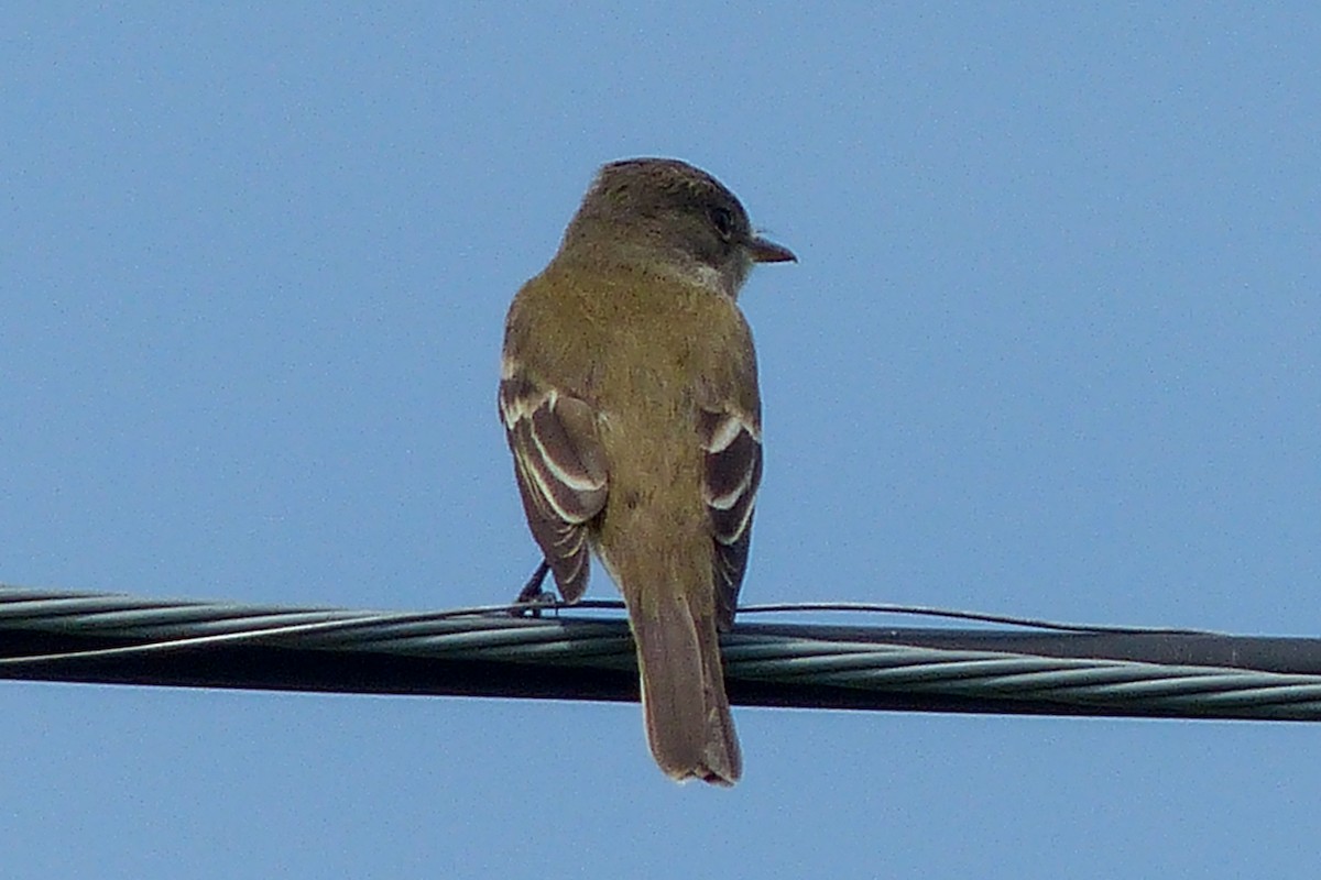 Willow Flycatcher - ML641617600