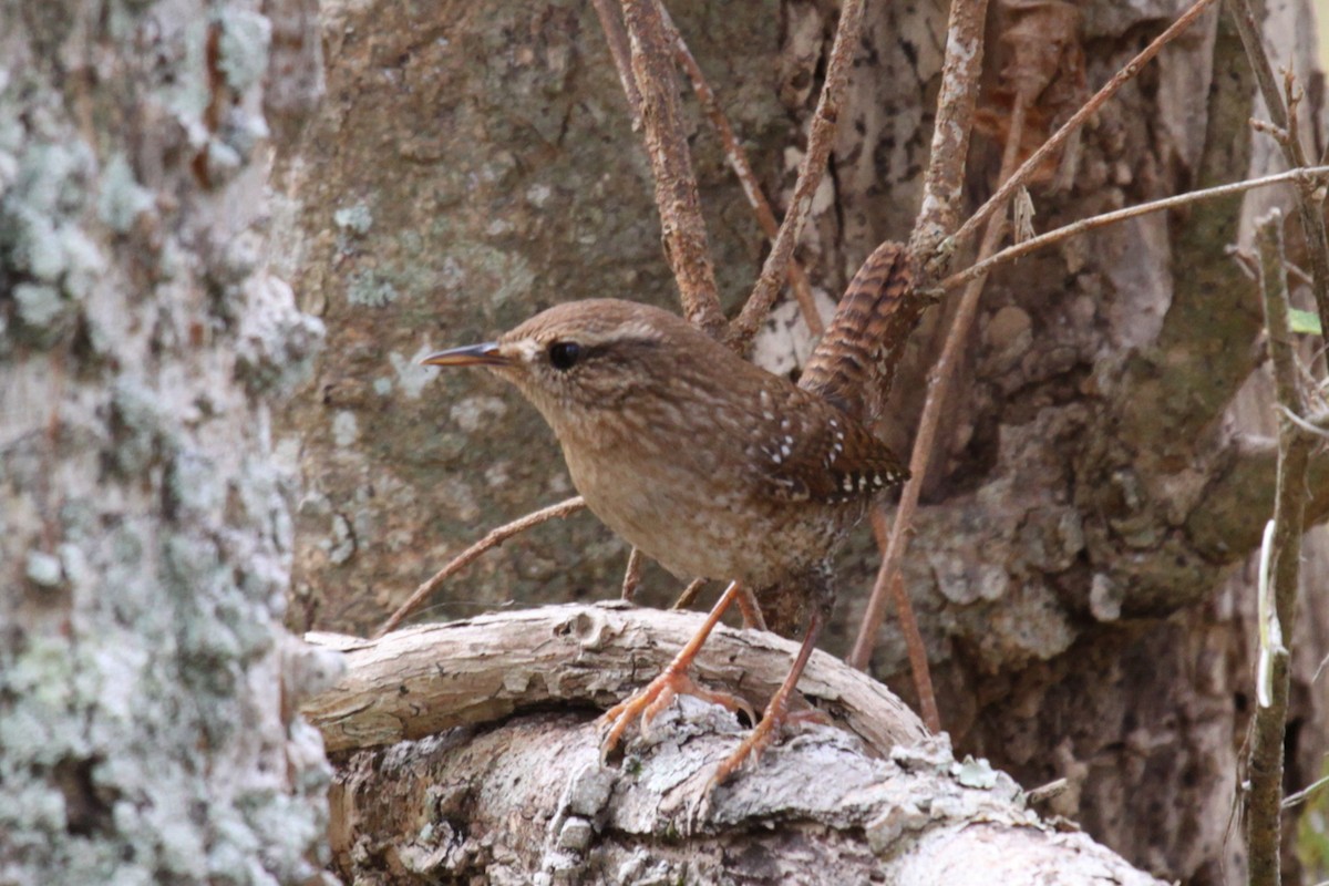 Troglodyte des forêts - ML641617626